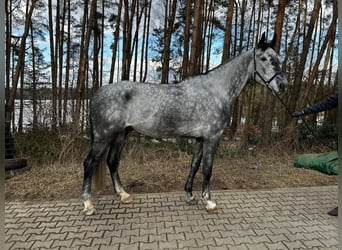 Schwedisches Warmblut, Wallach, 6 Jahre, 180 cm, Schimmel