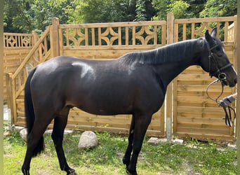Schwedisches Warmblut, Wallach, 7 Jahre, 150 cm, Dunkelbrauner