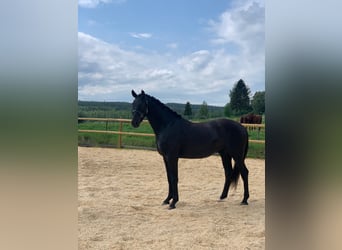 Schwedisches Warmblut, Wallach, 7 Jahre, 162 cm, Rappe