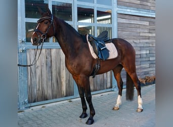 Schwedisches Warmblut Mix, Wallach, 7 Jahre, 163 cm, Dunkelbrauner
