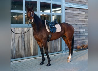 Schwedisches Warmblut Mix, Wallach, 7 Jahre, 163 cm, Dunkelbrauner