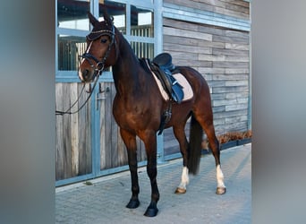 Schwedisches Warmblut Mix, Wallach, 7 Jahre, 163 cm, Dunkelbrauner