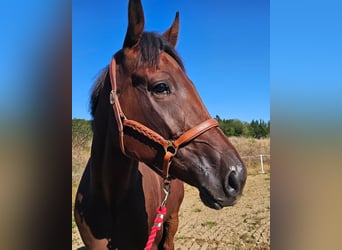 Schwedisches Warmblut Mix, Wallach, 7 Jahre, 164 cm, Brauner