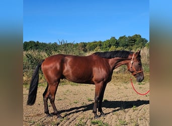 Schwedisches Warmblut Mix, Wallach, 7 Jahre, 164 cm, Brauner
