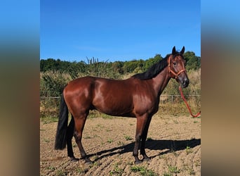 Schwedisches Warmblut Mix, Wallach, 7 Jahre, 164 cm, Brauner