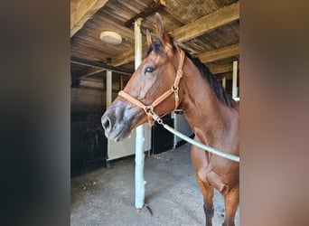 Schwedisches Warmblut Mix, Wallach, 7 Jahre, 164 cm, Brauner