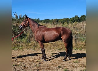 Schwedisches Warmblut Mix, Wallach, 7 Jahre, 164 cm, Brauner