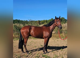 Schwedisches Warmblut Mix, Wallach, 7 Jahre, 164 cm, Brauner