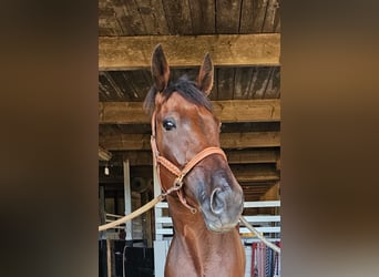Schwedisches Warmblut Mix, Wallach, 7 Jahre, 164 cm, Brauner