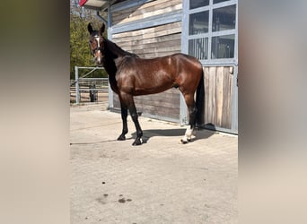 Schwedisches Warmblut Mix, Wallach, 7 Jahre, 164 cm, Dunkelbrauner