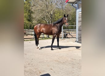 Schwedisches Warmblut Mix, Wallach, 7 Jahre, 164 cm, Dunkelbrauner