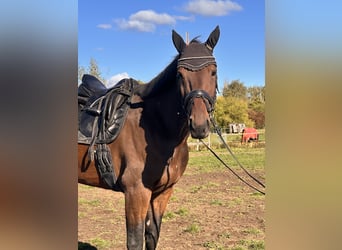 Schwedisches Warmblut Mix, Wallach, 7 Jahre, 167 cm, Brauner