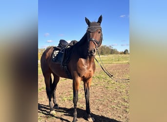 Schwedisches Warmblut Mix, Wallach, 7 Jahre, 167 cm, Brauner