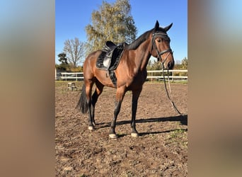Schwedisches Warmblut Mix, Wallach, 7 Jahre, 167 cm, Brauner