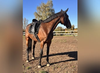 Schwedisches Warmblut Mix, Wallach, 7 Jahre, 167 cm, Brauner