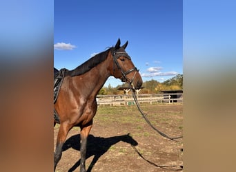 Schwedisches Warmblut Mix, Wallach, 7 Jahre, 167 cm, Brauner