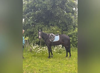 Schwedisches Warmblut, Wallach, 8 Jahre, 150 cm, Rappe
