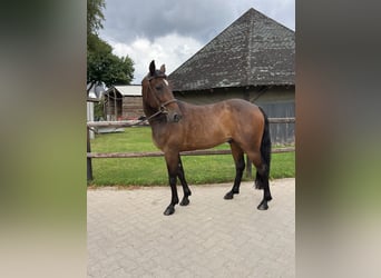 Schwedisches Warmblut, Wallach, 8 Jahre, 160 cm