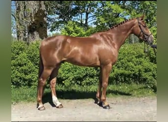 Schwedisches Warmblut, Wallach, 8 Jahre, 164 cm, Dunkelfuchs