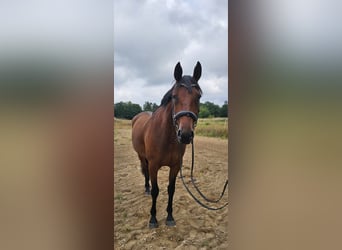 Schwedisches Warmblut Mix, Wallach, 8 Jahre, 165 cm