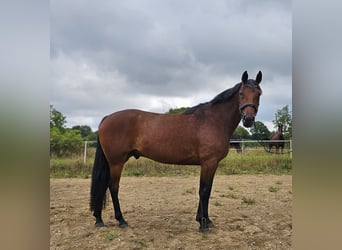 Schwedisches Warmblut Mix, Wallach, 8 Jahre, 165 cm