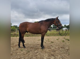 Schwedisches Warmblut Mix, Wallach, 8 Jahre, 165 cm