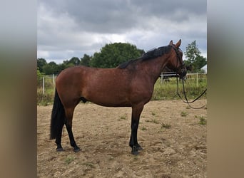 Schwedisches Warmblut Mix, Wallach, 8 Jahre, 165 cm
