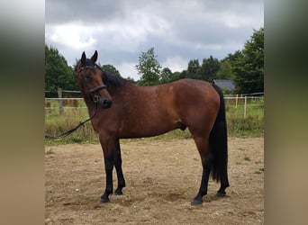 Schwedisches Warmblut Mix, Wallach, 8 Jahre, 165 cm