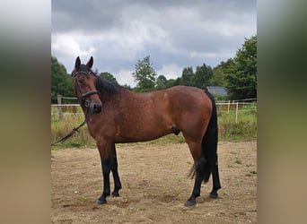 Schwedisches Warmblut Mix, Wallach, 8 Jahre, 165 cm