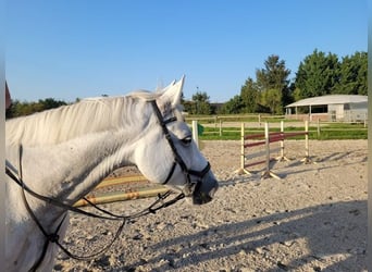 Schwedisches Warmblut, Wallach, 8 Jahre, 166 cm, Apfelschimmel