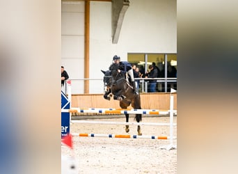 Schwedisches Warmblut, Wallach, 8 Jahre, 169 cm, Dunkelbrauner