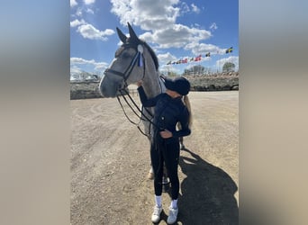 Schwedisches Warmblut, Wallach, 8 Jahre, 175 cm, White