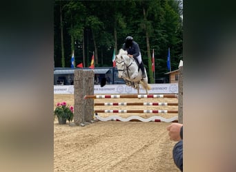 Schwedisches Warmblut, Wallach, 9 Jahre, 163 cm, Schimmel