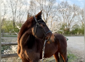 Schwedisches Warmblut, Wallach, 9 Jahre, 167 cm, Brauner