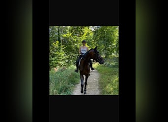 Schwedisches Warmblut, Wallach, 9 Jahre, 171 cm, Dunkelbrauner