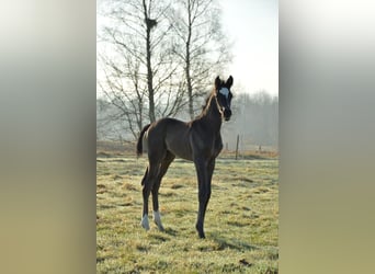 Schwedisches Warmblut, Wallach, , 170 cm, Rappe