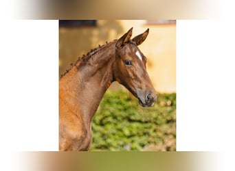 Schwedisches Warmblut, Wallach, Fohlen (05/2026), Fuchs