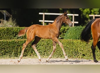 Schwedisches Warmblut, Wallach, Fohlen (05/2026), Fuchs