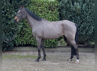 Schweike, Caballo castrado, 13 años, 165 cm, Castaño