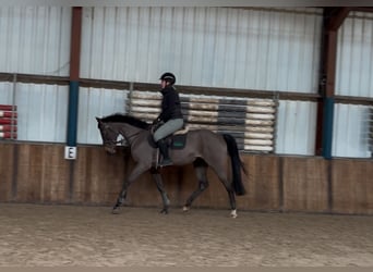 Schweike, Caballo castrado, 13 años, 165 cm, Castaño