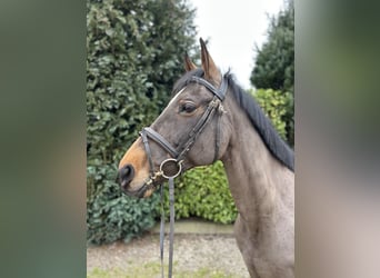 Schweike, Caballo castrado, 13 años, 165 cm, Castaño