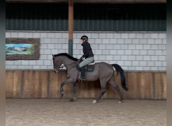 Schweike, Caballo castrado, 13 años, 165 cm, Castaño