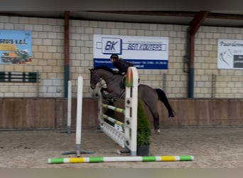 Schweike, Gelding, 13 years, 16 hh, Brown