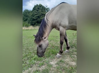 Schweike Mix, Stute, 12 Jahre, 148 cm