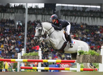 Schweizer Warmblut, Unbekannt, Embryo