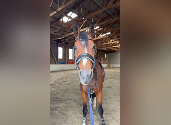 Schweizer Warmblut, Hengst, 17 Jahre