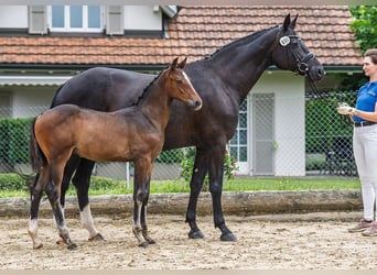 Schweizer Warmblut, Hengst, 1 Jahr, 170 cm, Dunkelbrauner
