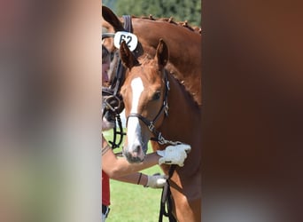 Schweizer Warmblut, Hengst, 1 Jahr, 170 cm, Fuchs