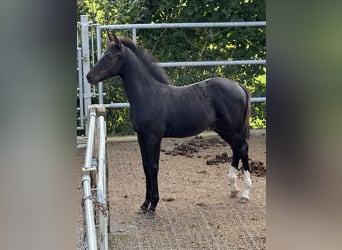Schweizer Warmblut, Hengst, 1 Jahr, 170 cm, Rappe