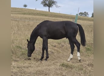 Schweizer Warmblut, Hengst, 1 Jahr, Rappe